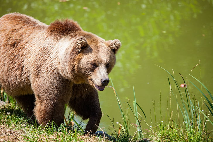 grizzly bear near body of water