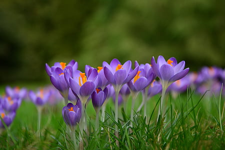 Royalty-Free photo: Focused photo of a purple petaled flowers | PickPik