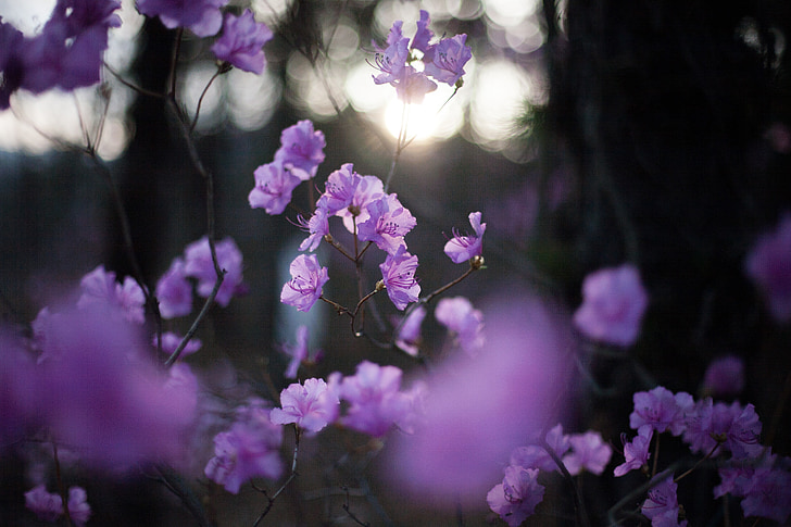 purple flowers shallow focus photography