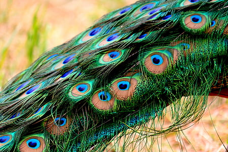 green and blue peacock feather