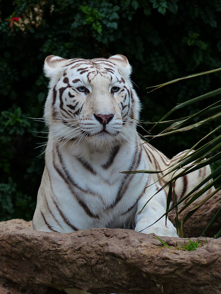 white tiger lying on stone