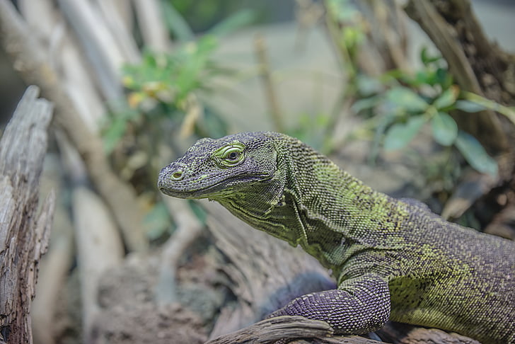 selective focus photography of monitor lizard