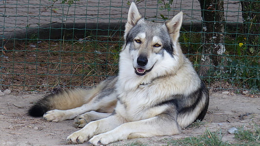 large short-coated white and black dog