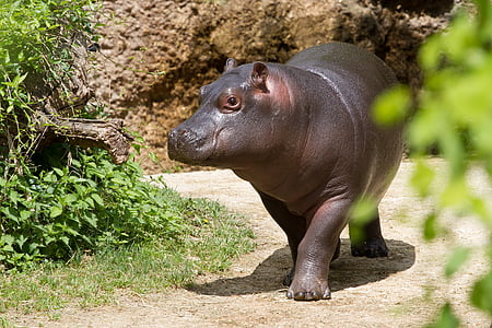 walking baby hippopotamus