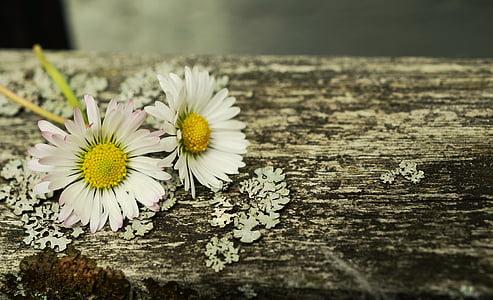 two white daisy flowers on top of brown surface