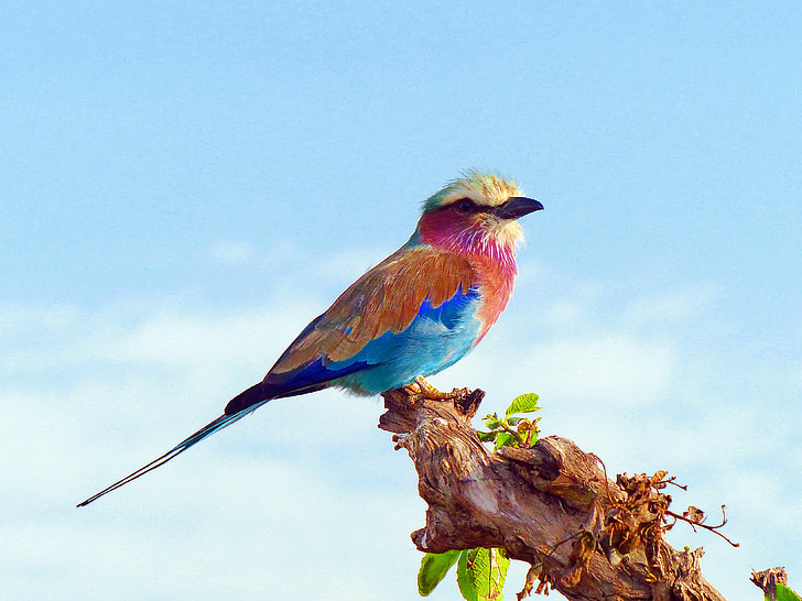 multicolored short-beaked bird on top tree branch