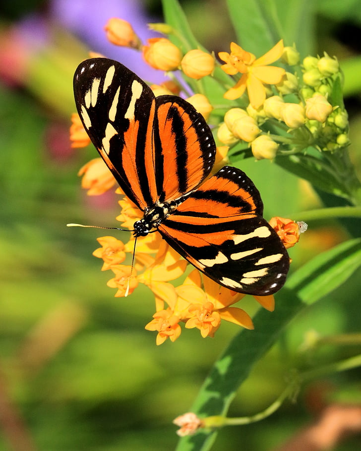 brown and black longwing butterfly perching on petaled flower in selective focus photography