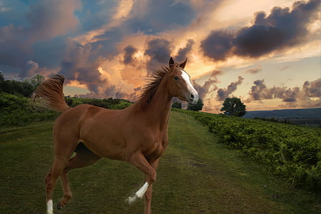 brown horse running on green field