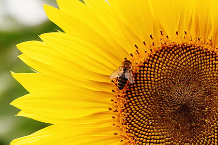 closeup photography honeybee perched on yellow sunflower