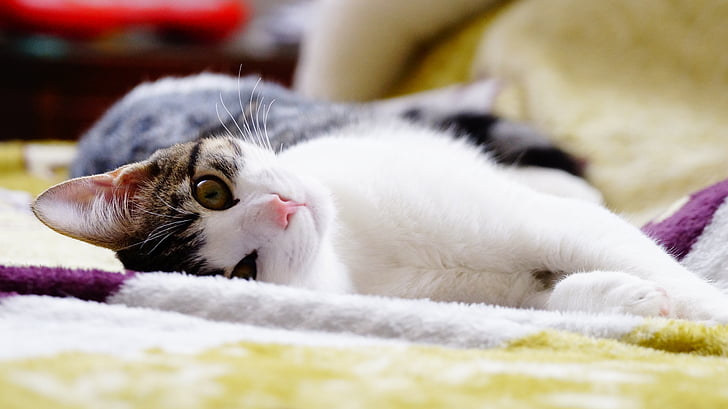 close-up photo of white and brown cat laying on cloth
