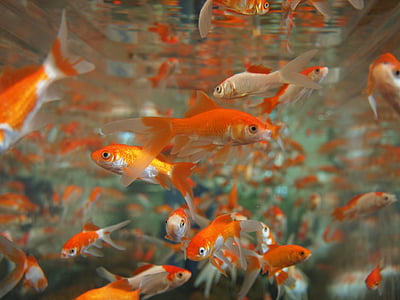 school of goldfish