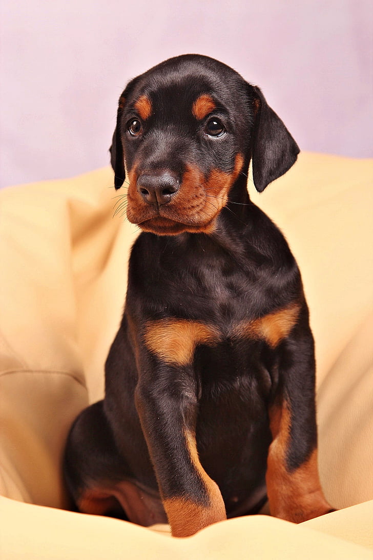 black Doberman pinscher puppy sitting