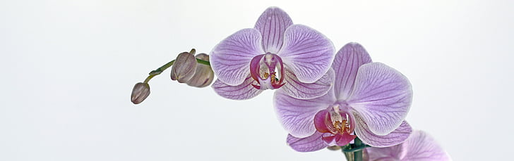 purple-and-red moth orchid flowers