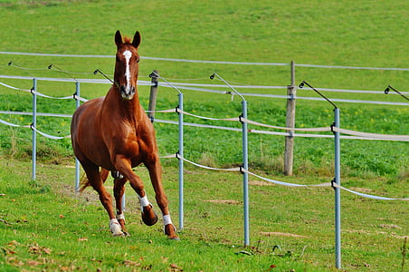 running horse on grass field