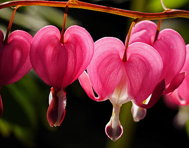 selective focus photography of pink bleeding heart flowers