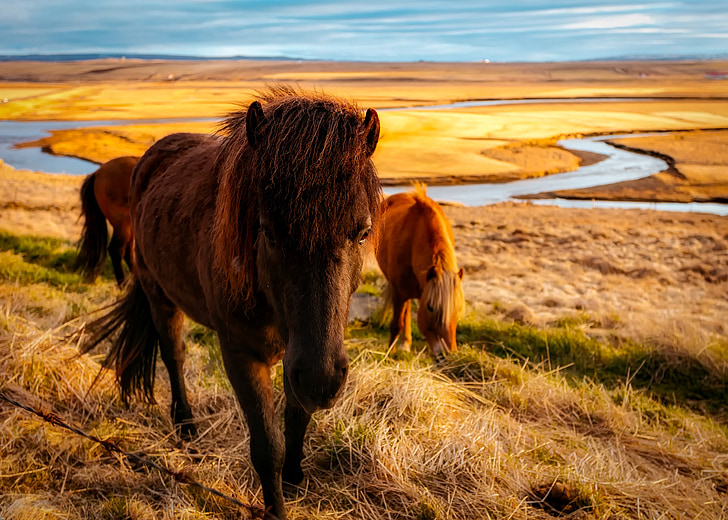 two brown brown horses on grass field near river
