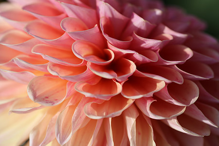 closeup photography of pink Dahlia petals