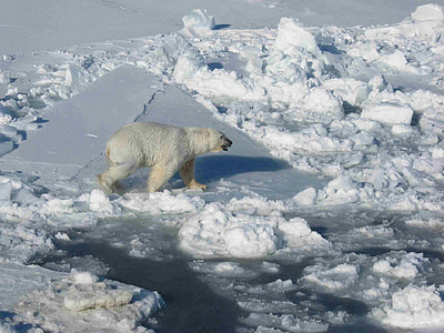 polar bear walking on cracked ice floor during daytime
