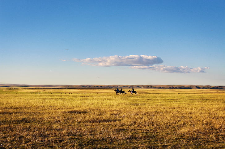 three person riding black horse at yellow field at daytime