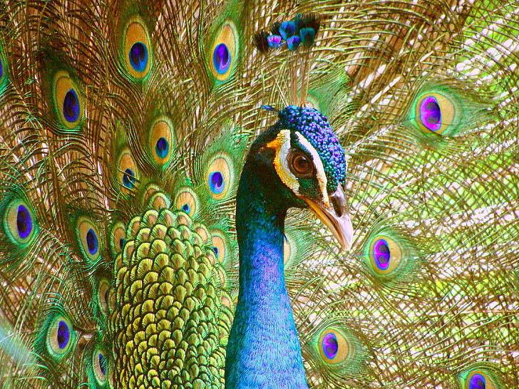 photo oif Peacock