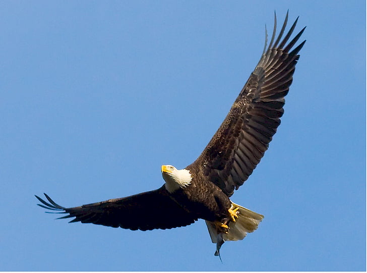 flying bald eagle at daytime
