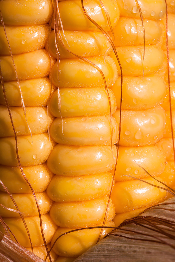 close-up photo of orange corn cob