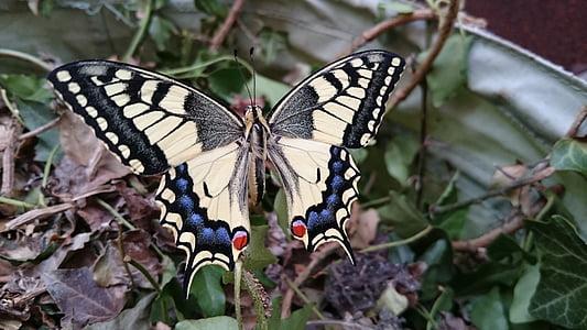 selective focus photography of Eastern tiger swallowtail butterfly perched on leaf