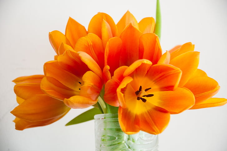 orange petaled flowers in vase