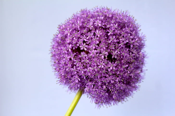 purple allium closeup photography
