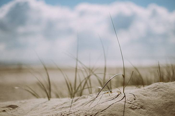 photo of grey sand and green grasses