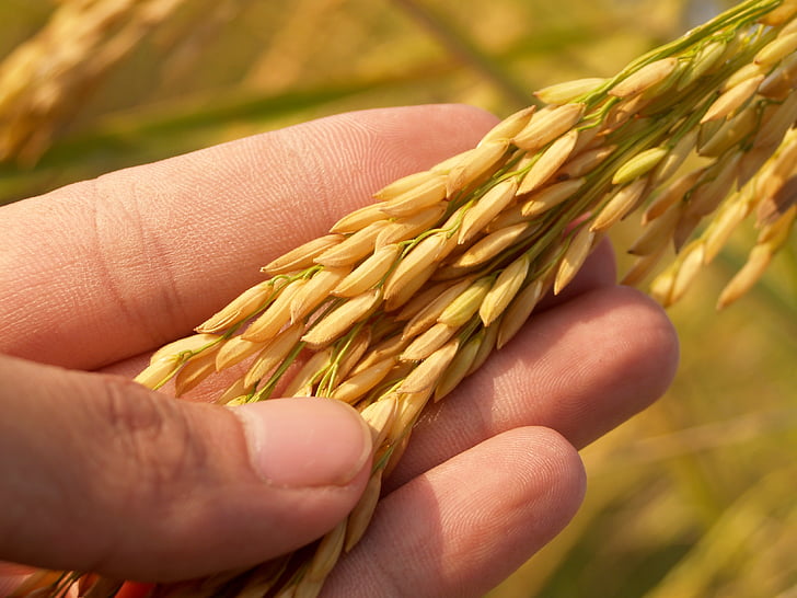 selective focus photography of person's hand holding wheat