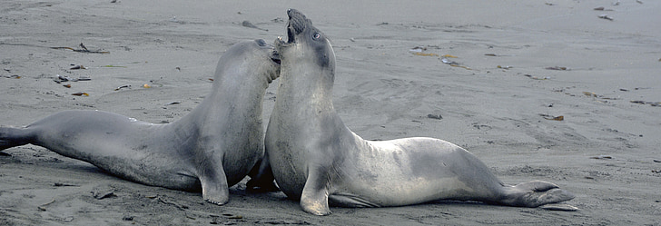 two sea lions playing on sand