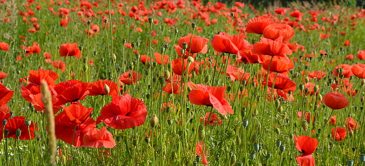 close up photography of red poppy flower field at daytime