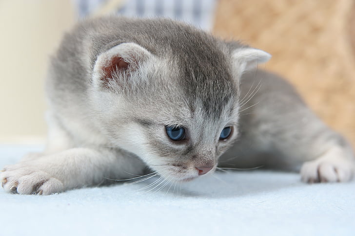 photograph of gray short-haired kitten