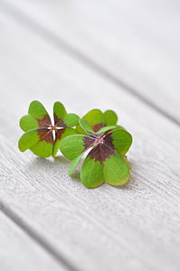 green and brown four clover leaves