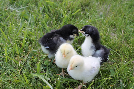 four black and white chicks