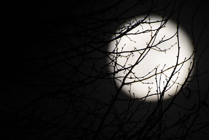moon, full moon, night, dark, black, branches