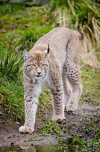 lynx walking near grass