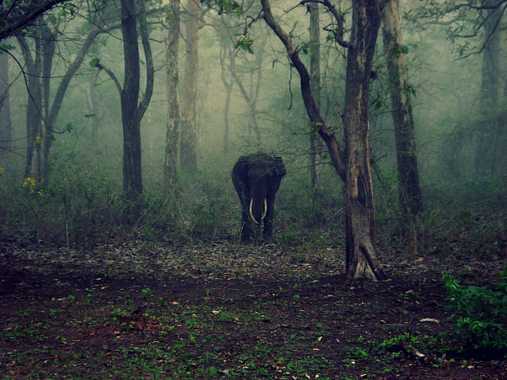 black elephant in forest