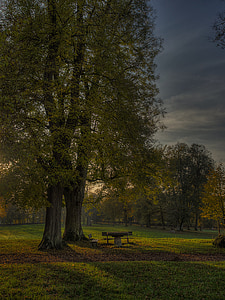 brown bench on grass field beside tree