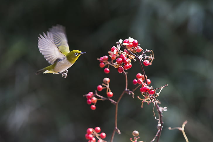 green bird flies near red fruit