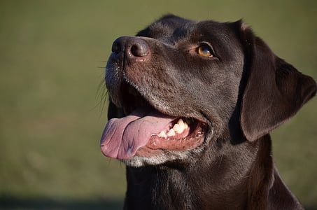 closeup photography of adult chocolate Labrador retriever