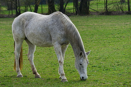 gray horse eating grass during daytime
