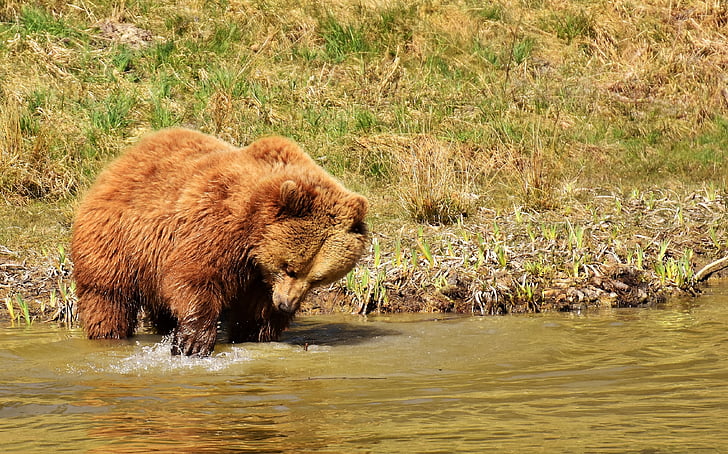 bear on water near grass field