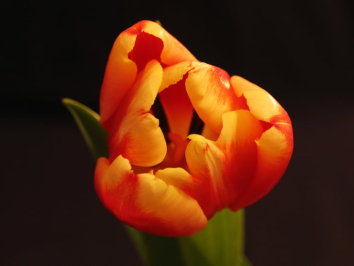 macro photography of orange and red petaled flower