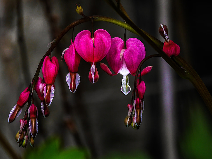 red bleeding hearts flower close-up photography