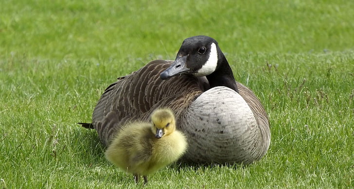 duck with duckling on grass