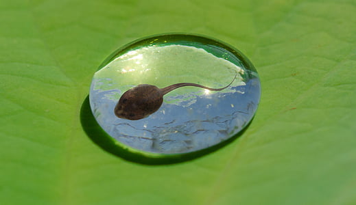 brown toad on water drop