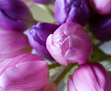 selective focus photography of pink and purple tulips