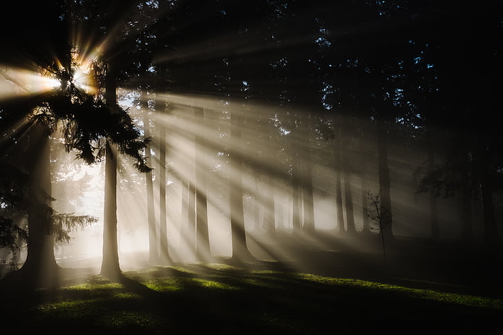 landscape photo of trees with sun rays passing trough